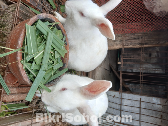 সাদা খরগোশ